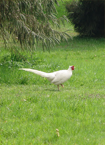 Tri trang M.jpg Tri trang M.jpg